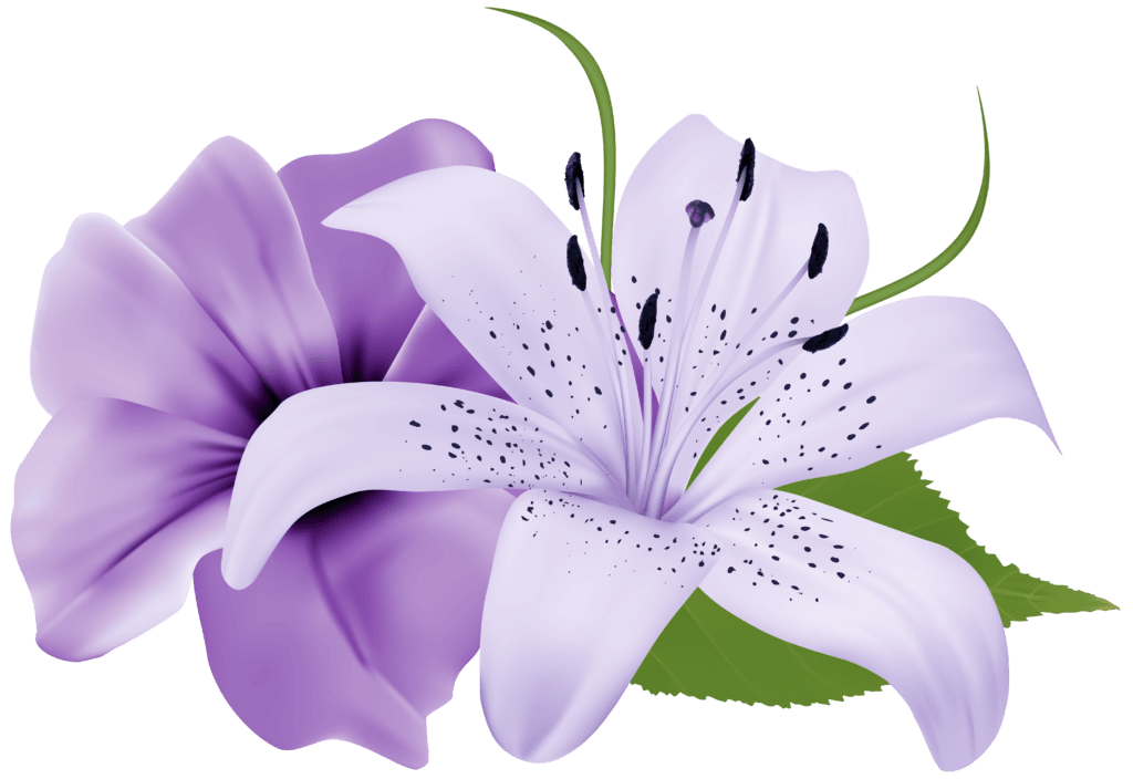 purple lily