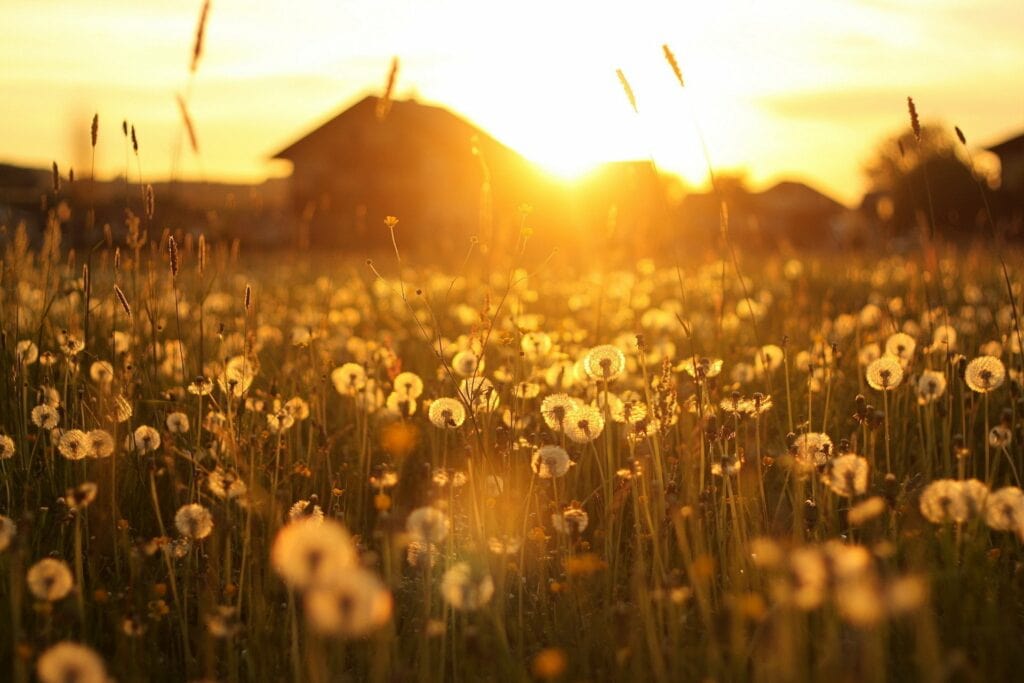 Dandelion sunset